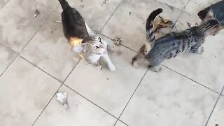 Bon appétit to my lovely cats.