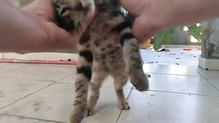 Playtime | I played with the kittens for a while