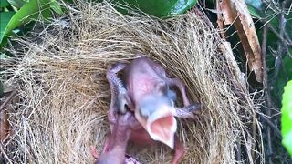 Baby Cuckoo Pushes Another Bird Chick Out of the Nest | Incredible Wildlife Behavior