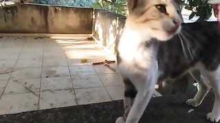 The mother cat and her kittens happily ate their meal.