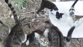 My cats can't stand still when they see me.