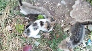 I was attacked by kittens | The kittens were very hungry.
