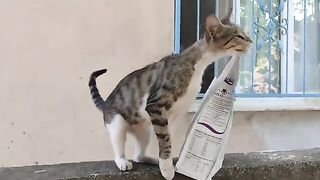 The stray cats happily ate the food I gave them.