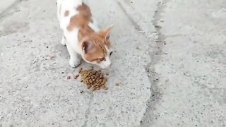 Enjoy your meal, my sweet kittens.