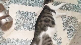 I filmed a pirate cat, a pregnant cat, and a little cat.