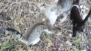 The mother cat and her kittens had a delicious meal together.