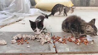 Bon appetite to the mother cat and her kittens.