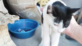The pirate cat was drowsy from the heat.