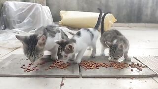 The mother cat and her kittens ate their meal happily.