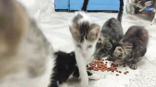 Enjoy your meal, my lovely cats.