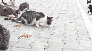 I really love these feeding videos.