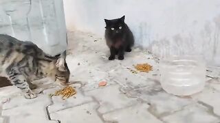 The stray cats were fed with the food I left by the trash can.