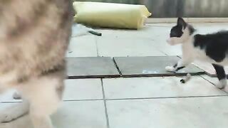I fed a total of 7 stray cats by hand, one by one :)