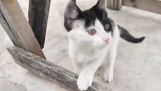 Naughty pirate cat.