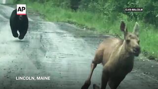 Couple snaps a photo of a bear chasing a moose calf in Maine