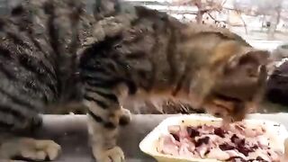 Bon appetite to this lovely cat.
