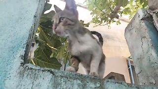 First the mother cat started eating, then the kittens came to eat.