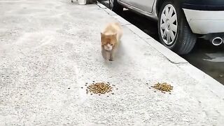 We should make an effort to feed stray animals.