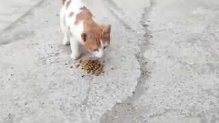 Enjoy your meal, little kittens.