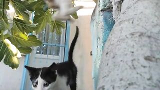 I'm going to fall down the stairs one day because of these impatient cats.