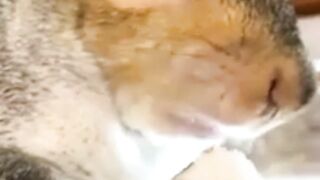 Why Do Male Squirrels Have Sex With Dead Female Squirrels?