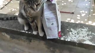 I feed stray cats whenever I have time, but I have a limited budget and sometimes it's not enough.