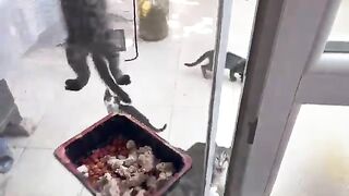 Cats attacked me as soon as I opened the door.