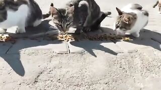 I really enjoy feeding stray cats.