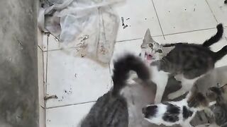 The stray cats were so hungry they practically attacked me.