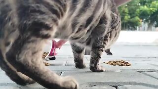I love stray cats; they make me very happy when I feed them.