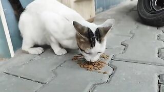 My stray cats have been around my house for years.