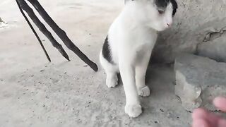 I messed around with the pirate cat a bit.