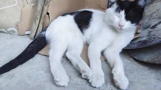 Pirate Cat loves sleep very much.