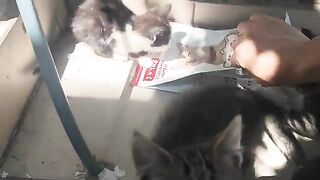I thought I shouldn't leave the kittens hungry in the midday heat, so I ran to give them some food.
