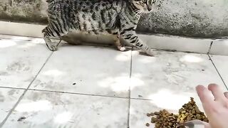 A beautiful cat asked me for food.