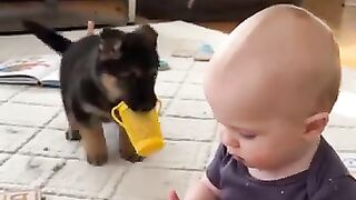 你们说 狗狗是不是人类最好的朋友 可以帮忙带娃 #gsd