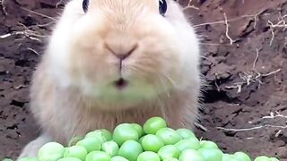 Crunchy ASMR: Bunny vs. Green Peas
