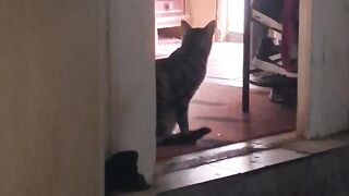 Le chat 🐱