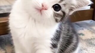 A very innocent and beautiful cat that will drive you crazy with its beauty 😍😍