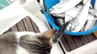 The cute cat is stealing fish 😅 You're so sweet, I love you 😍