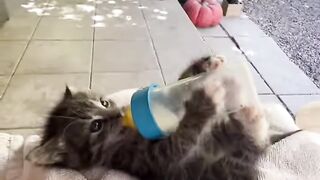 A beautiful cat drinking milk like a baby. It's so cute! 😍😍