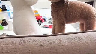 Sleeping Shiba's Funniest Surprise 😂🐶 | Cute Dog Moments