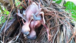 Baby Cuckoo Chick Pushes Another Bird's Chick Out of the Nest | Incredible Wildlife Behavior