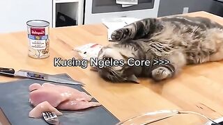 kucing core