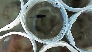 Ikan 4