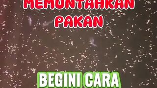 Ikan lele muntahin pakan Jangan panik Begini cara mengatasinya