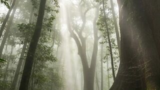 JANGAN SEMBARANGAN MEMASUKI HUTAN INI, KONON ADA PENUNGGU GAIB YANG MENYESATKAN ORANG!