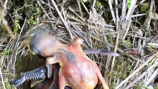 Baby Cuckoo Chick Tries Hard to Push Another Nestling Out of the Nest