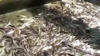 5 Detik bere❗️Kolam bocor atau rembes tambal dengan ini
