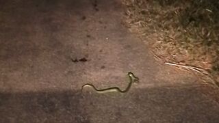 Found Snake Crossing The Road At Night - Shocking Moment